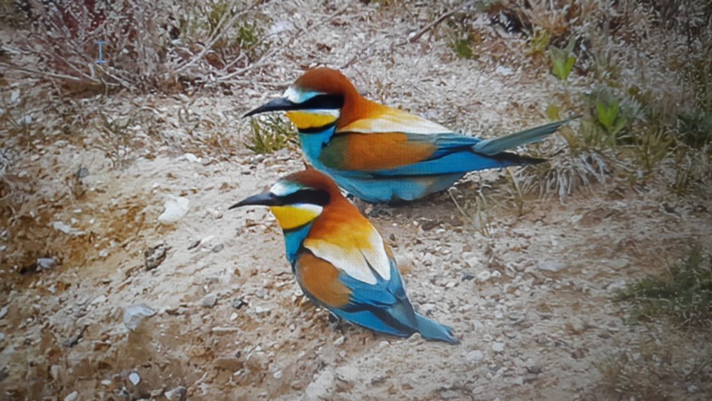 This image has an empty alt attribute; its file name is Bee-eaters-Norfolk-1-Mike-Edgecombe-1024x576.jpeg