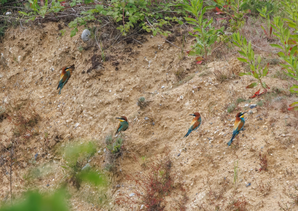 This image has an empty alt attribute; its file name is Bee-eaters-Norfolk-2-Mike-Edgecombe-1024x726.jpg