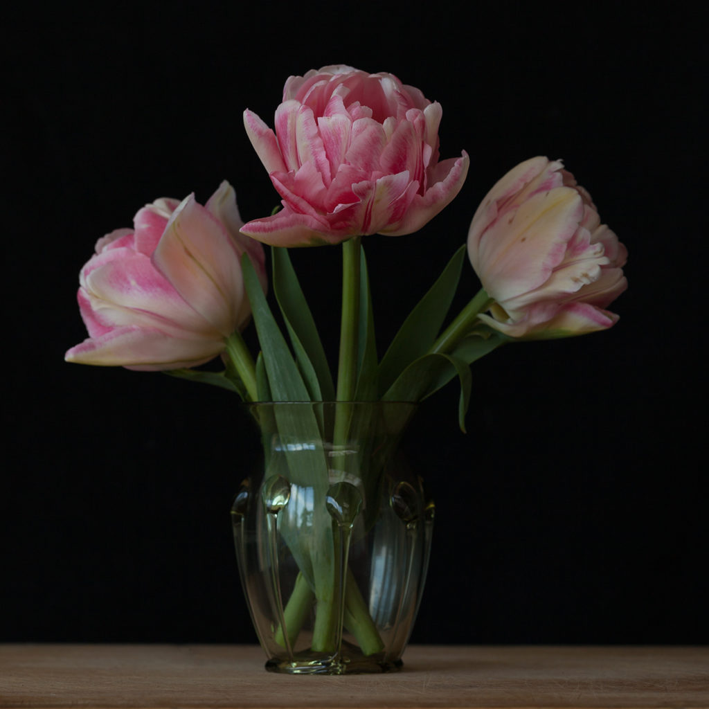 This image has an empty alt attribute; its file name is 3-pink-tulips-1024x1024.jpg
