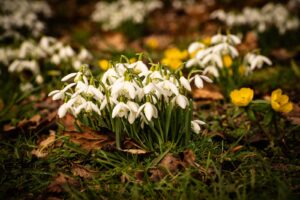 Snowdrops and Aconites, Photo credit National Garden Scheme