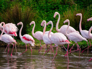 Pensthorpe adult date night experience