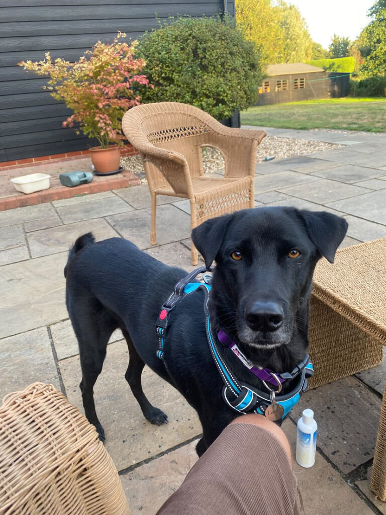 Larry Happy Doggo Niall Harbison