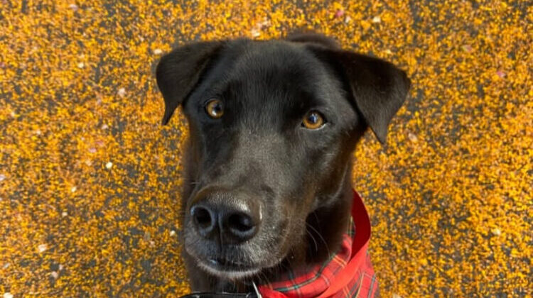 Larry Happy Doggo Niall Harbison