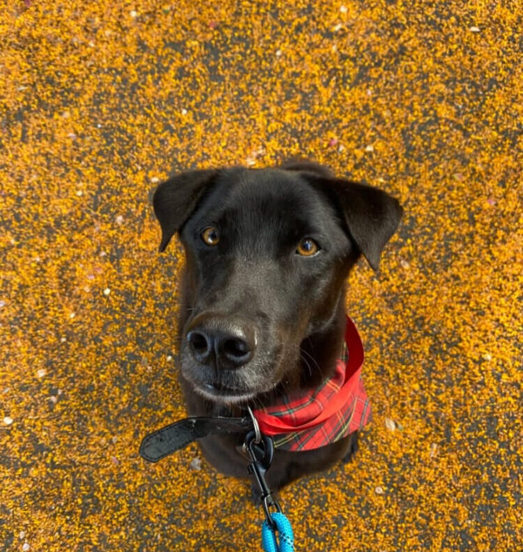 Larry Happy Doggo Niall Harbison