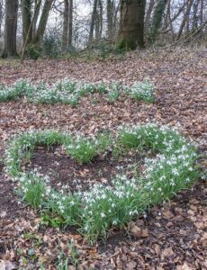 Brinton Hall Snowdrops