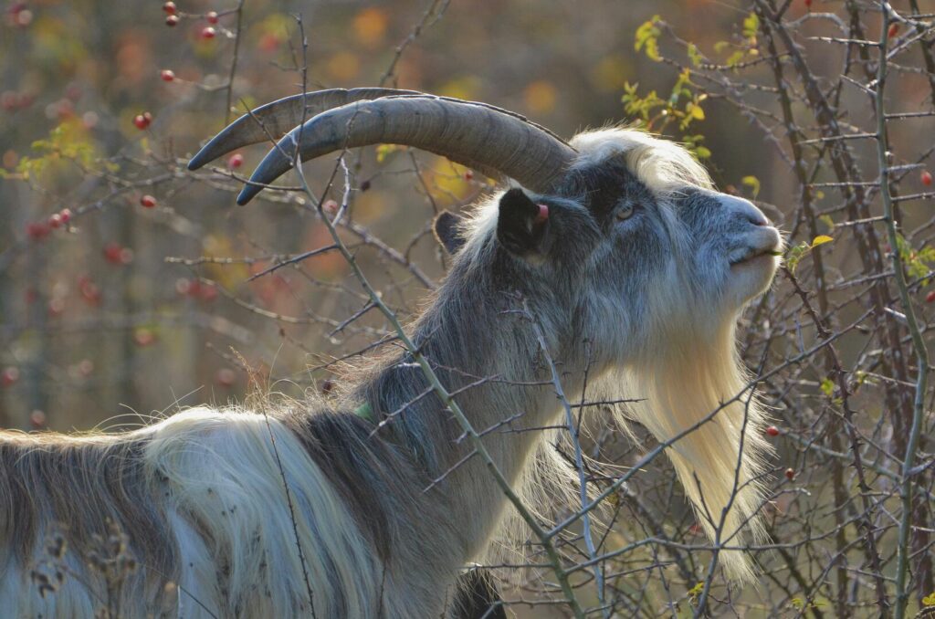Cheviot goat - credit Legacy grazing