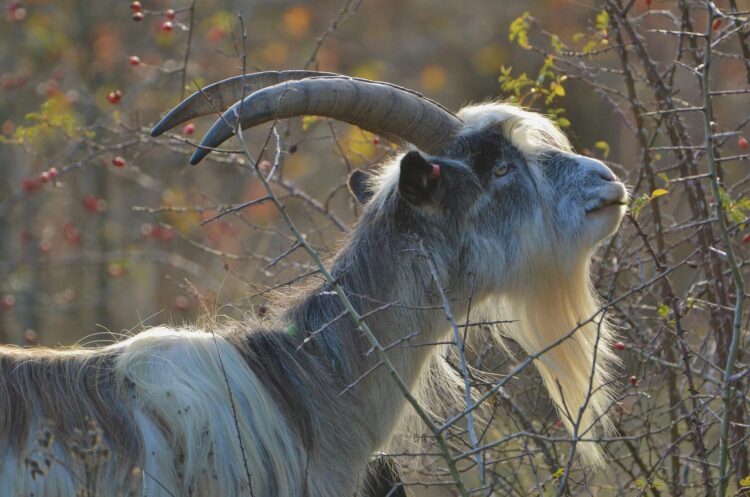 Cheviot goat - credit Legacy grazing